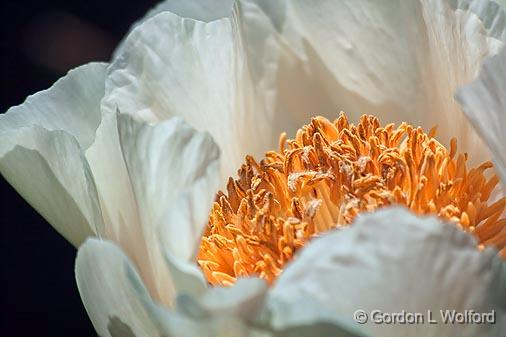 White Peony_25468.jpg - Photographed at Ottawa, Ontario, Canada.